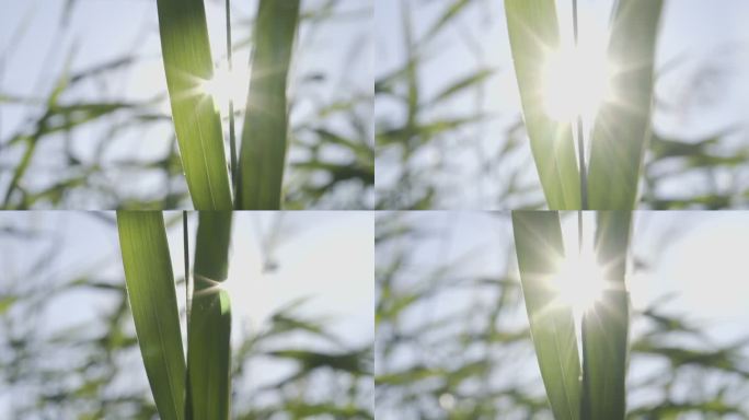 透过芦苇叶子的阳光4K素材