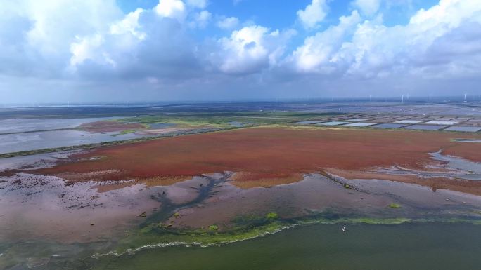 江苏盐城条子泥海涂湿地潮汐树景观