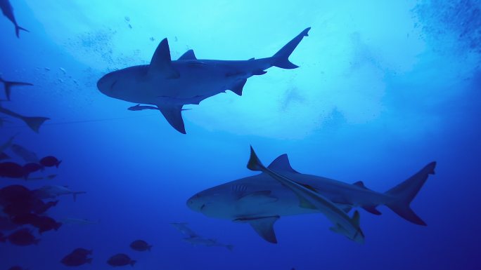 海洋中牛鲨的水下拍摄