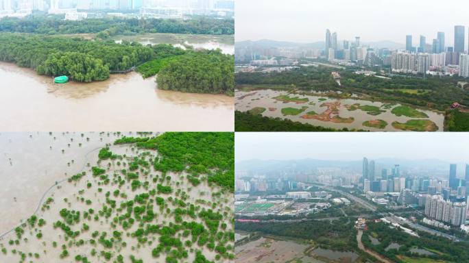 4k航拍深圳福田红树林自然保护区