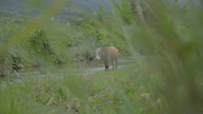 河流小溪青草小黄牛吃草合集