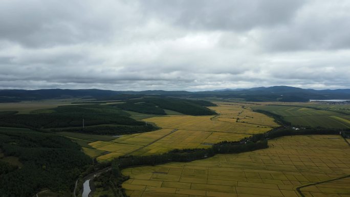 大面积金色水稻田秋季丰收