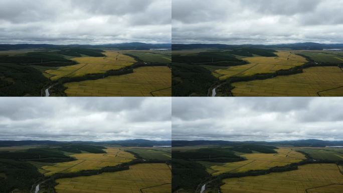 大面积金色水稻田秋季丰收