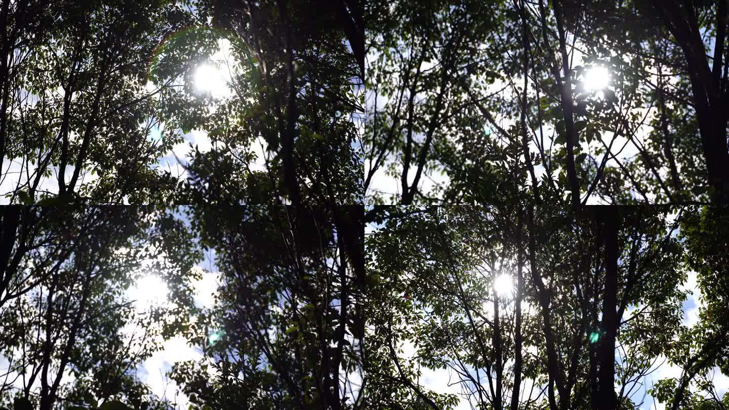 森林里抬头看树林仰视仰拍逆光仰望阳光树林