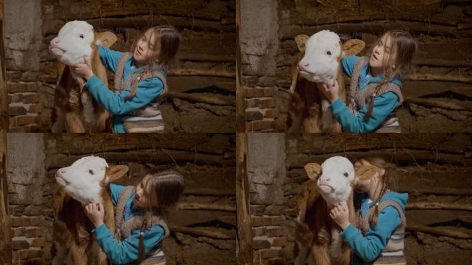在农场的马厩里，美丽的女孩在干草床上拍打小牛