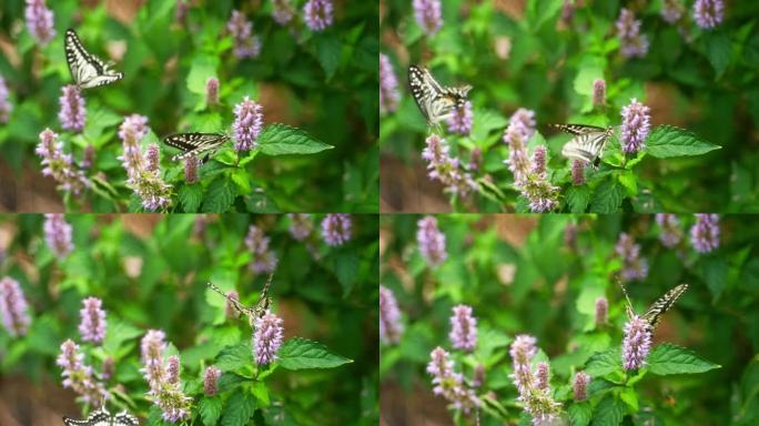 两只蝴蝶花丛中采蜜煽动翅膀慢镜头特写