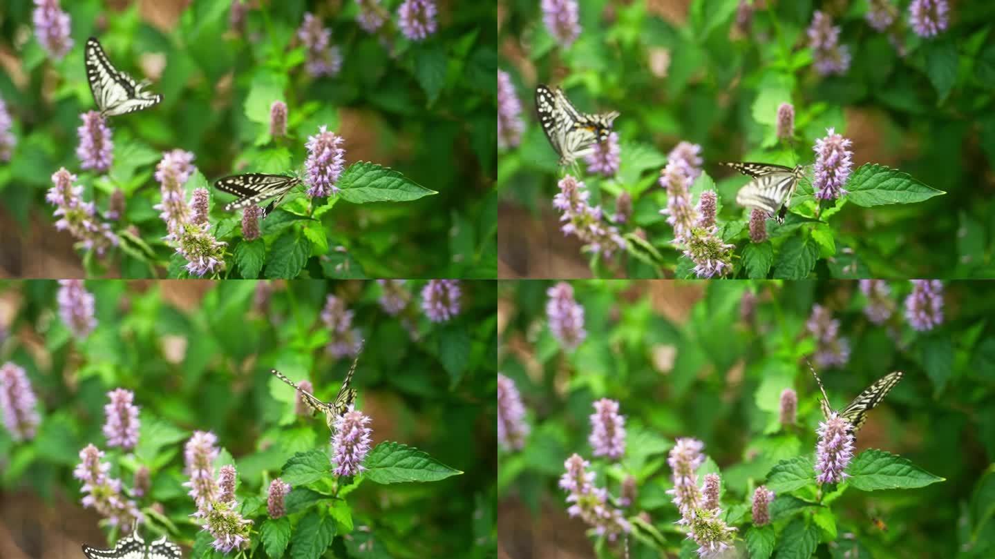 两只蝴蝶花丛中采蜜煽动翅膀慢镜头特写