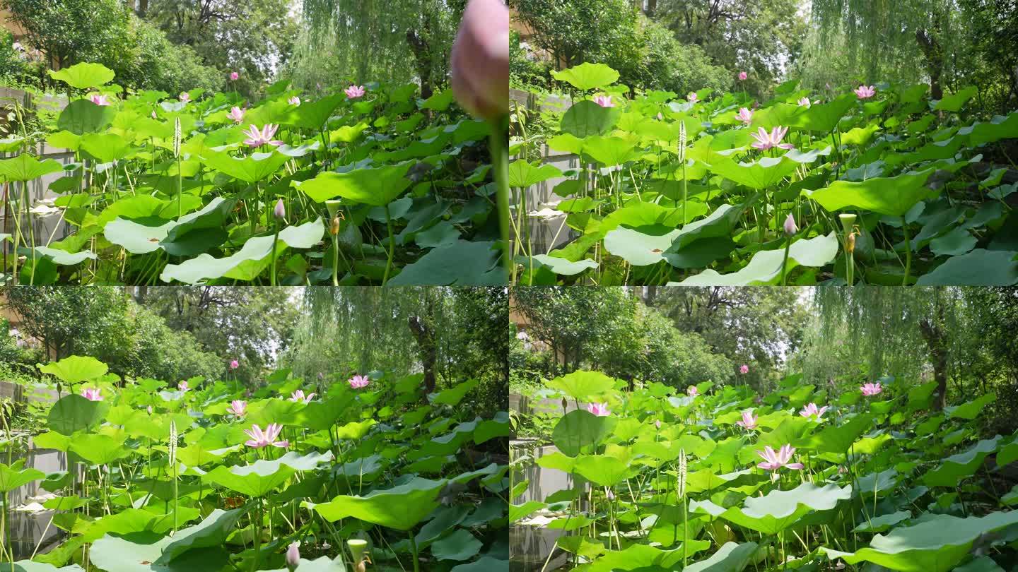 小区环境荷花池塘