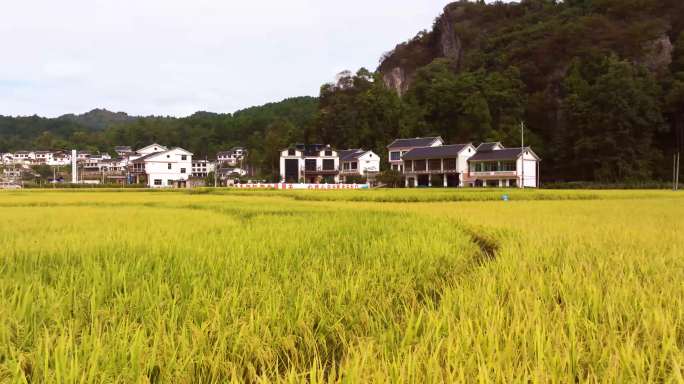 丰收的季节--稻田和村庄（5K素材）