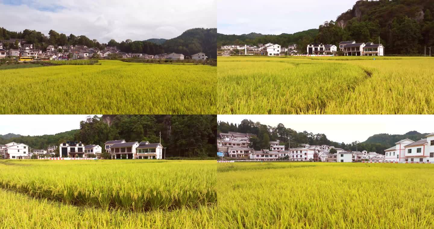 丰收的季节--稻田和村庄（5K素材）