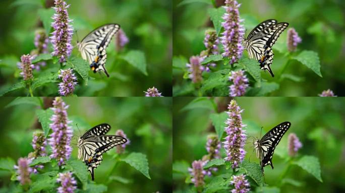 蝴蝶花上煽动翅膀慢镜头特写唯美自然