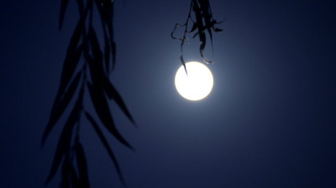 柳树夜晚满月