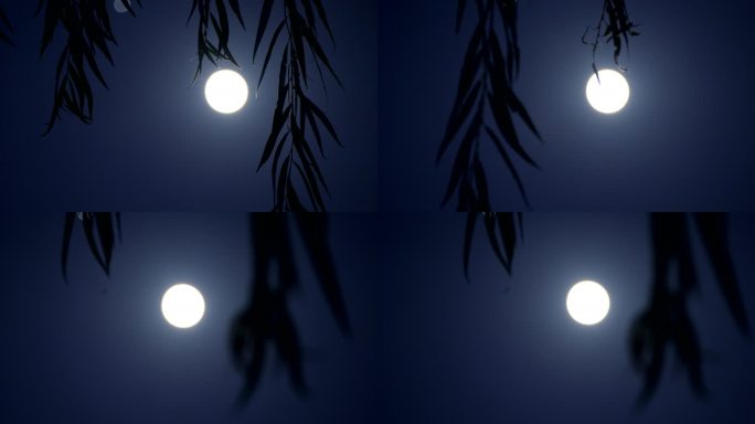 柳树夜晚满月