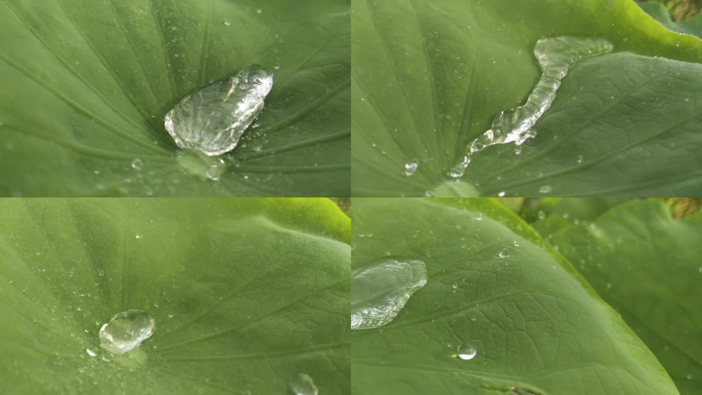 水淋荷花叶水滴莲花叶出污泥不染晶莹剔透