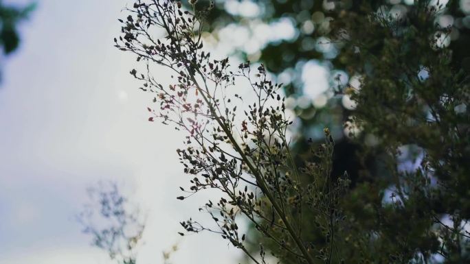 秋 草 夕阳冬季晚风秋季 逆光 唯美