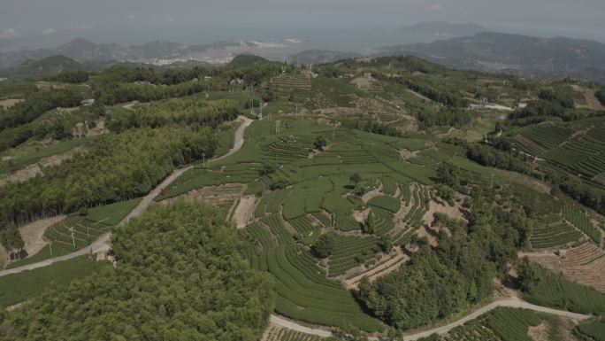 海边茶山福鼎白茶发源地太姥山边