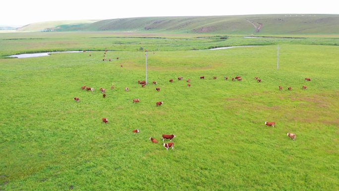 航拍草原的牛群