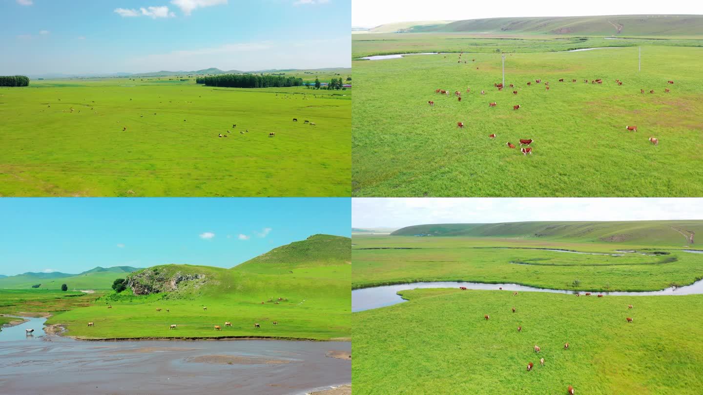航拍草原的牛群
