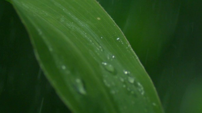 玉米 叶子 下雨 积水  树叶