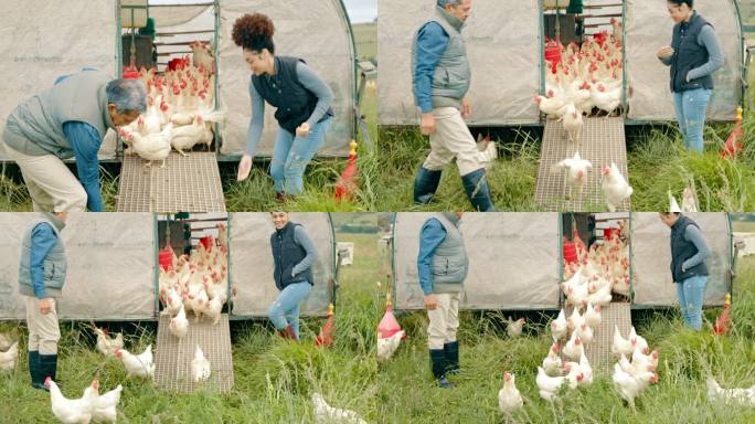 一名男子和一名女子从农场鸡舍放鸡的4k视频片段