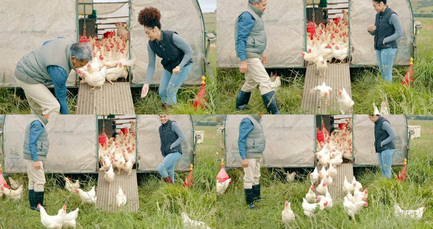 一名男子和一名女子从农场鸡舍放鸡的4k视频片段