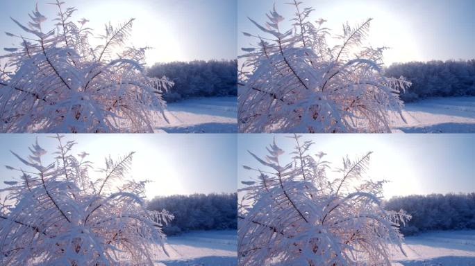 雾凇 冬季 冰雪世界 山水中国