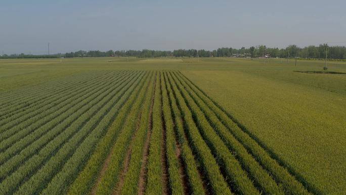 农业产园 种植小麦 实拍