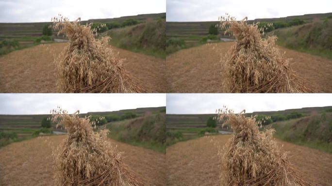 高原农田山地小麦