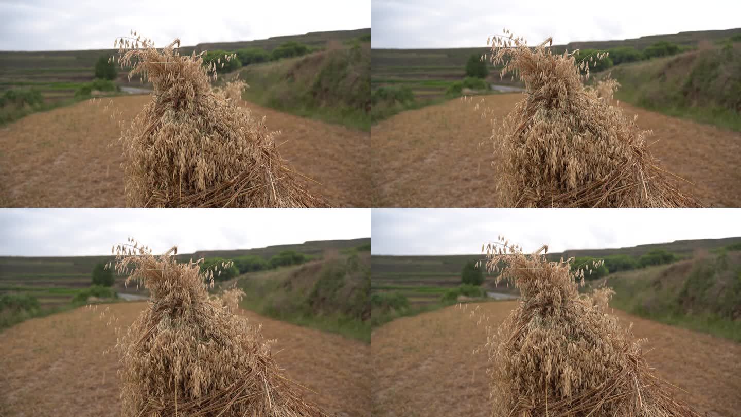 高原农田山地小麦