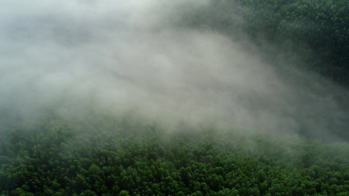 航拍大兴安岭森林云雾
