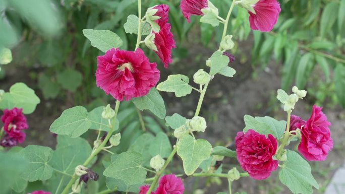 花 粉色 大花 特写 芍药 蝴蝶兰