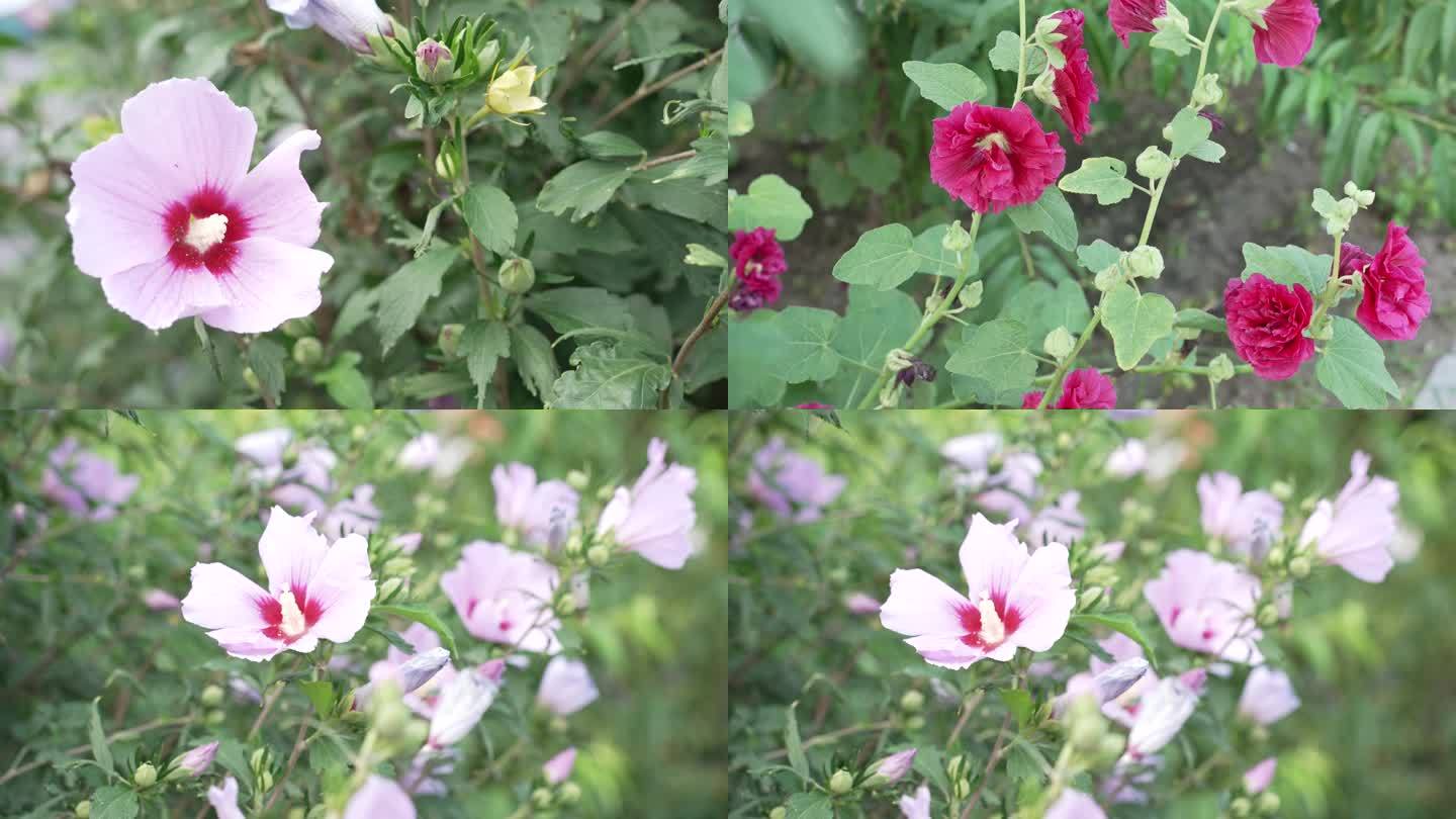 花 粉色 大花 特写 芍药 蝴蝶兰