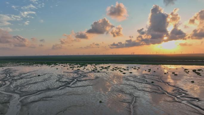 江苏盐城条子泥海涂湿地潮汐树景观