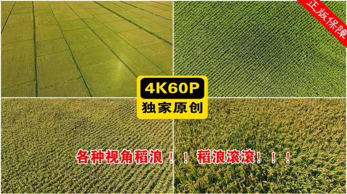 稻浪 航拍稻浪 丰收稻浪 丰收的稻田