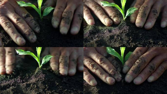玉米苗 农人的手 黑土地 种植 泥土