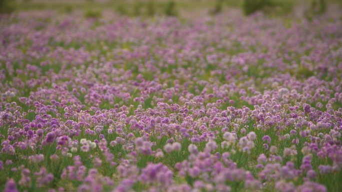 满野粉色的沙葱花