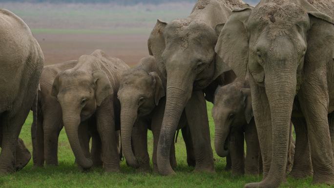 一群大象以慢镜头在国家公园吃草