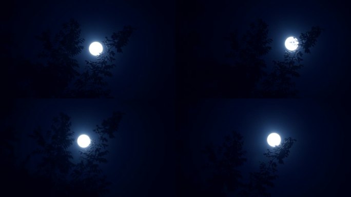 树梢夜晚满月