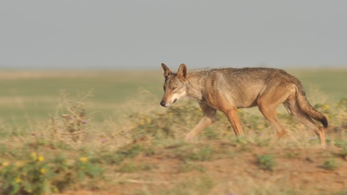 俄罗斯卡尔梅基亚沙漠草原上的狼