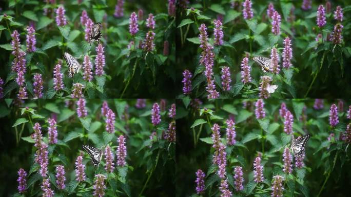 花园里蝴蝶飞舞慢镜头
