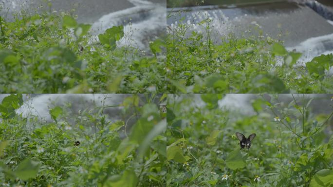 河流小溪青草泉水河边河水溪流水坝蝴蝶