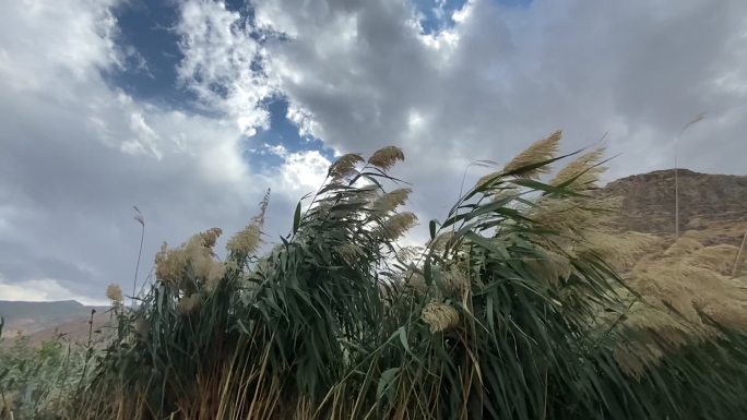 橙色的芦苇在风中飘扬