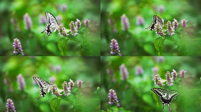 唯美自然界昆虫慢镜头蝴蝶采蜜煽动翅膀