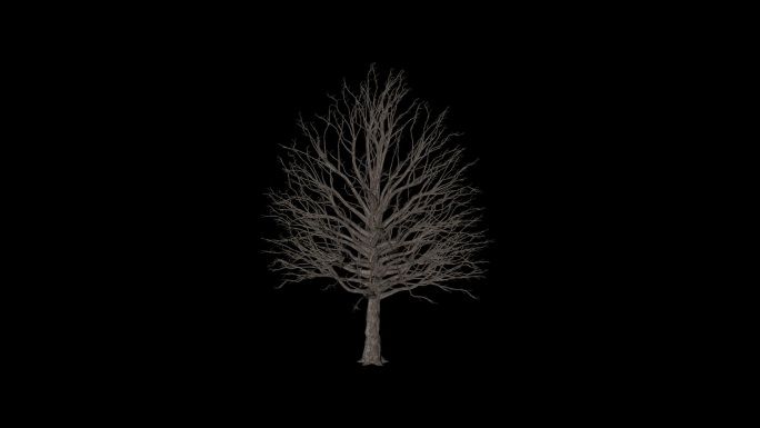 3D树木生长动画