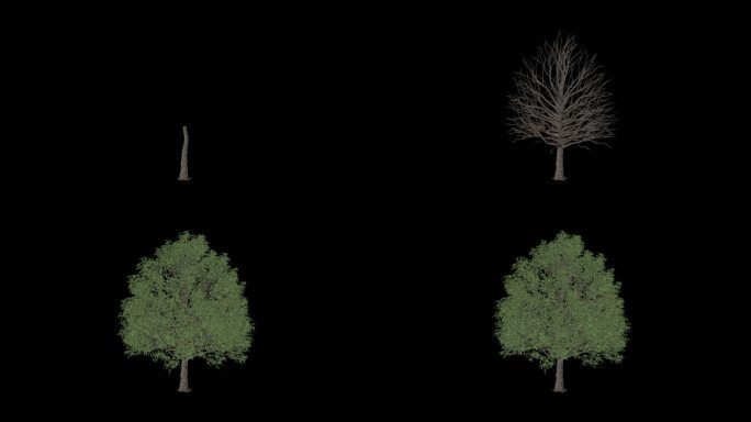 3D树木生长动画