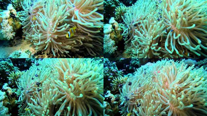 热带海洋中的小丑鱼和海葵珊瑚。水下射击