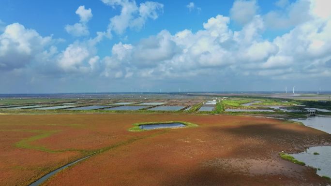 江苏盐城条子泥海涂湿地潮汐树景观