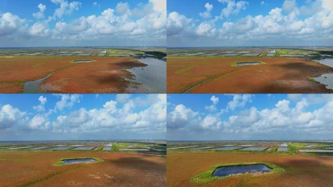 江苏盐城条子泥海涂湿地潮汐树景观