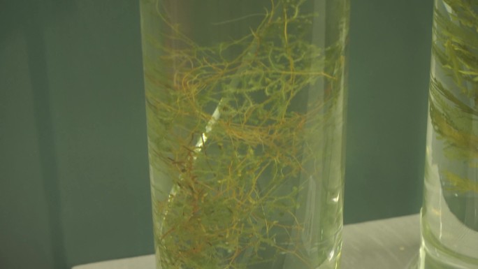 植物标本蕨类苔藓标本
