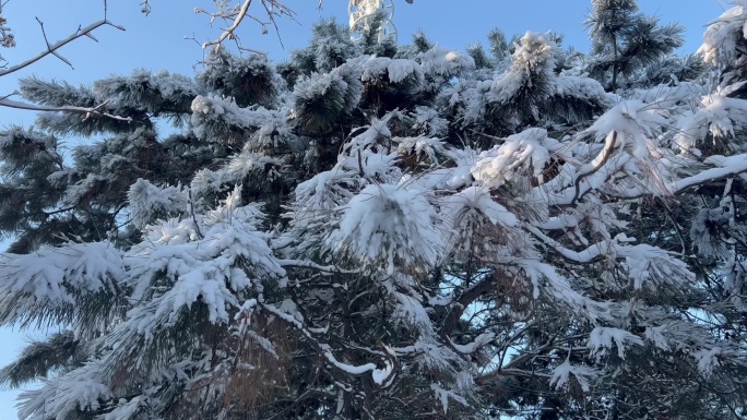 冬季雪景树挂松树东北雪景